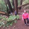 Muir Woods to Stinson beach