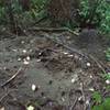 Ant hills grow to incredible sizes at Snake Lake Park!