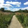 Paved path through prairie section. The grass is really tall this time of year! Spring Valley Nature Center 8/21/16