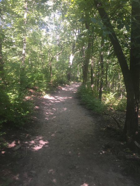 Typical view of trail conditions on the bluff