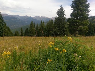 Count all the different varieties of wildflowers you encounter on the Meadows Loop!