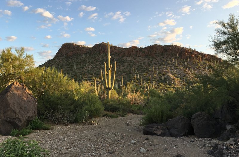 Saguaros along the Picture Rocks Wash Trail.