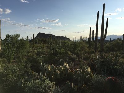 Barrel, ocotillos, prickly pear, and saguaros are some of the cactus along the trail.
