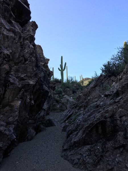 Narrow spot along the Brittlebrush trail.