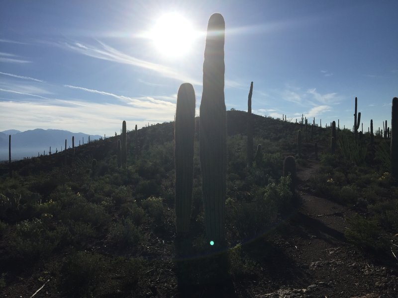 View at the north end of Homestead Trail.