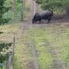 Most of the trail is open range land. Keep your distance from the cattle. Photo Credit: Eric Thomas