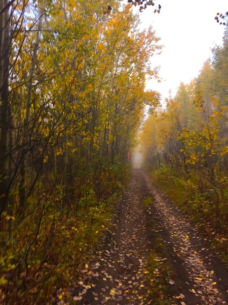 The southern out and back trail takes you through the golden quaky aspens during the fall.