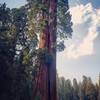 Huge split tree at the beginning of the trail