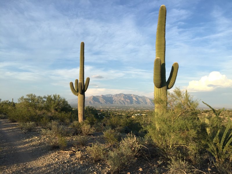 Saguaros!