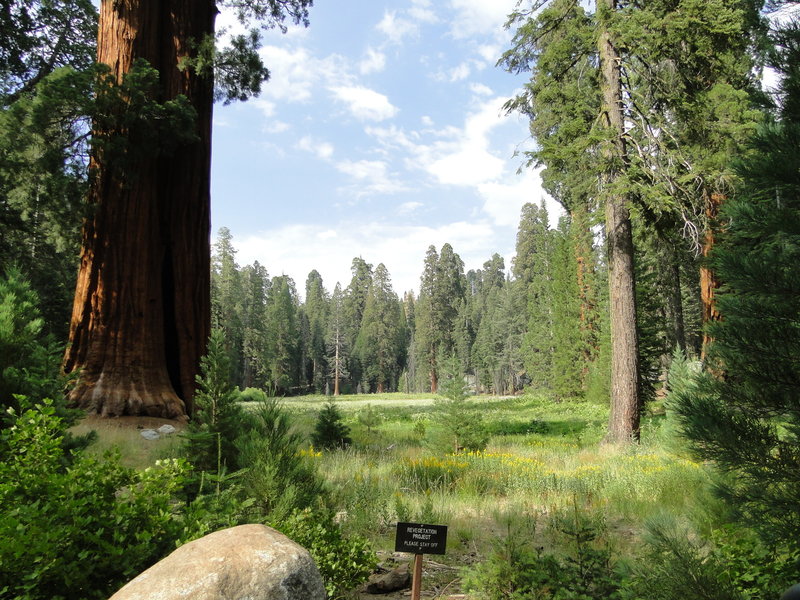 Big Trees Trail