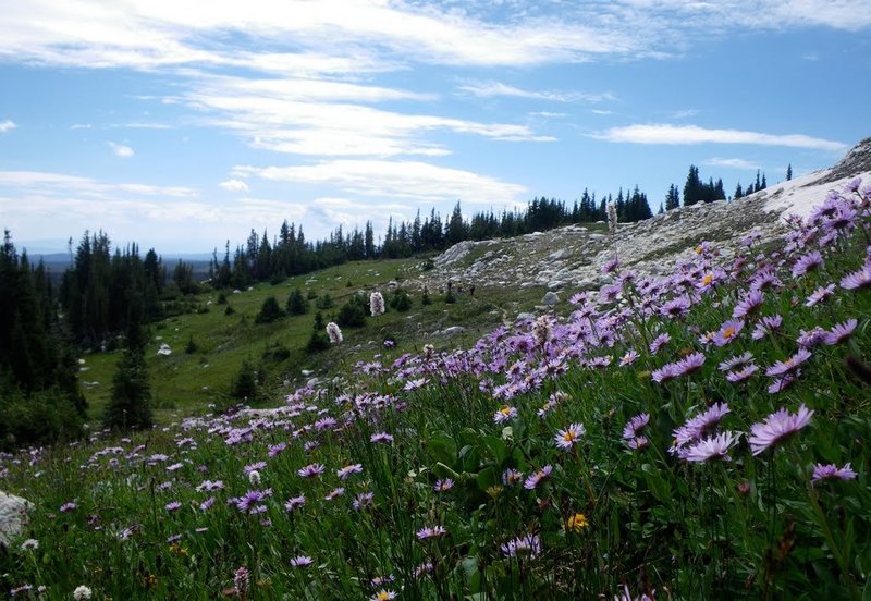 Medicine Bow wildflowers off Lost Lake Trail.