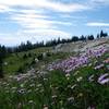 Medicine Bow wildflowers off Lost Lake Trail.