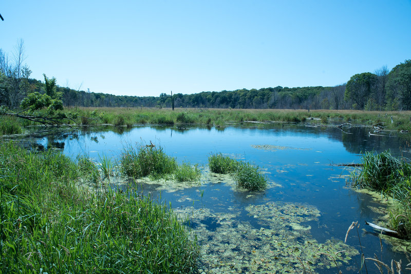 Part of the Lake Manitou wetland complex.