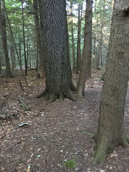 Roots of huge old cherry tree