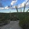 Ocotillo along the Cactus Forest Trail.