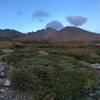 Chasm Lake Trail- view of Long's Peak in the distance at sunrise, just above tree line