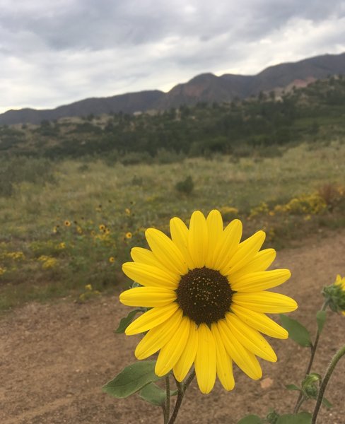 Sun flowers sprinkled about Ute Valley!