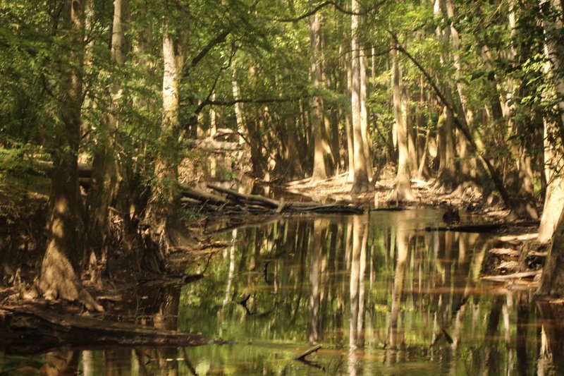 Weston Lake Loop Trail - Congaree National Park