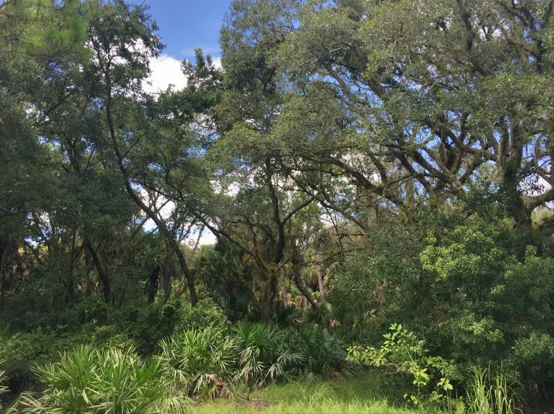 View about a mile into the Green Trail.