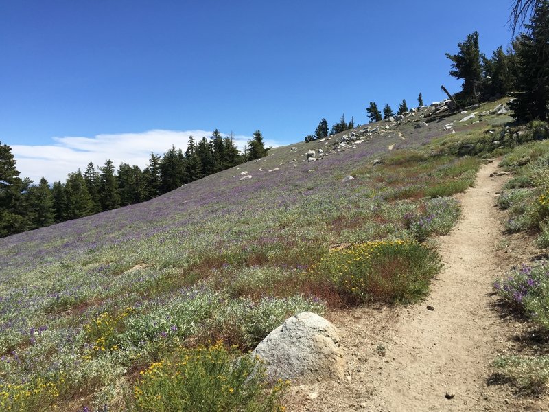 Singletrack through a wildflower field