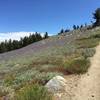 Singletrack through a wildflower field