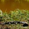 One of the Savannah Wildlife Refuge residents.