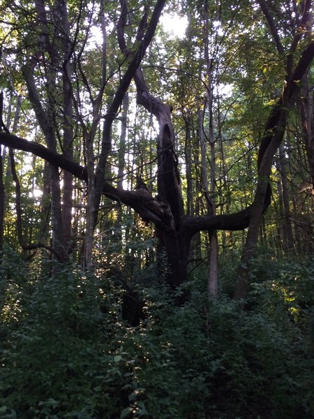 Gnarly tree.