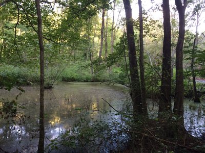 Swamp/forest. Dagobah-esque. Looking for Yoda.