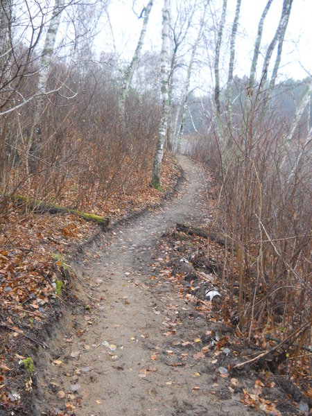 Sidehill trail through the birches along the southwest corner of Waboose Lake.