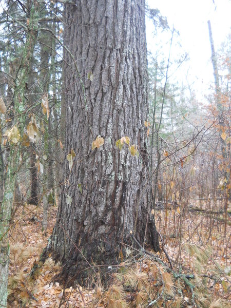 Old growth pines along the loop.