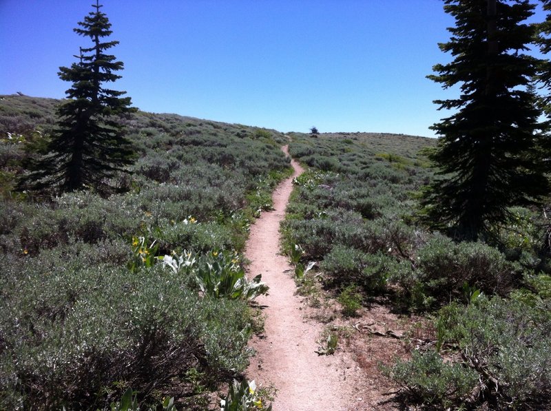 The torturous climb well behind you, enter the meadow of Marlette Peak.