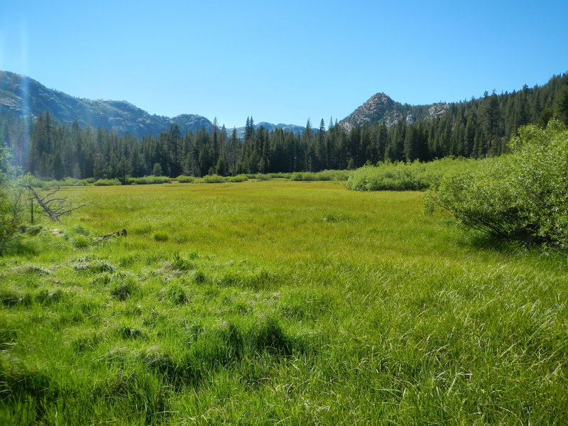 Bryan Meadow as seen in summer.