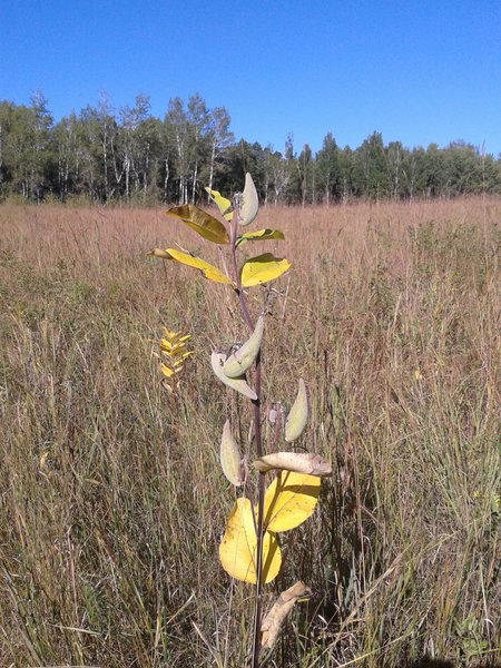 Milkweed along the trail in the grasslands.