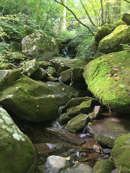 Trillium Gap Trail at the Surry Fork crossing.