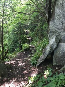 Trillium Gap Trail.