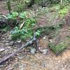 Trillium Gap Trail: Water source approaching Mt Le Conte Lodge.