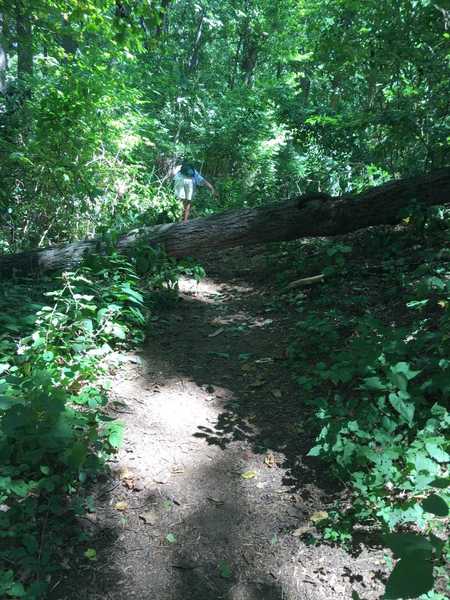 The downed tree towards the end of the trail.