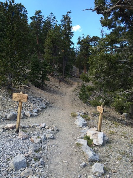 Bristlecone and Bonanza trail junction.