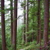 Heading through the tall firs on Boulder Ridge. Photo by John Sparks.