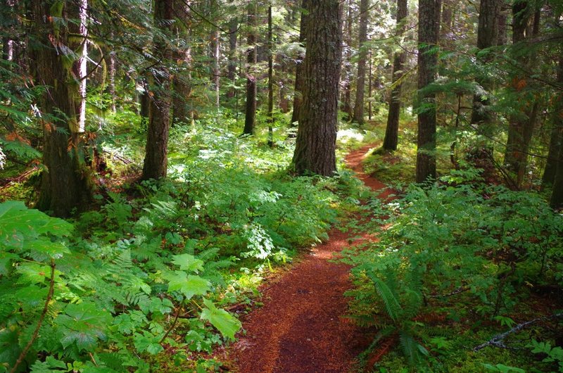 Lower part of Burnt Lake Trail. Photo by Gene Blick.