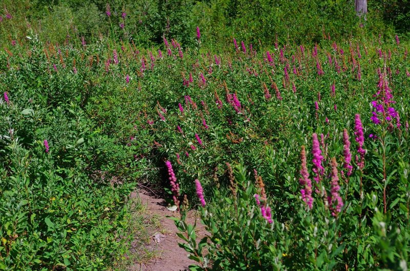 Wildflowers on the trail around Burnt Lake. Photo by Gene Blick.