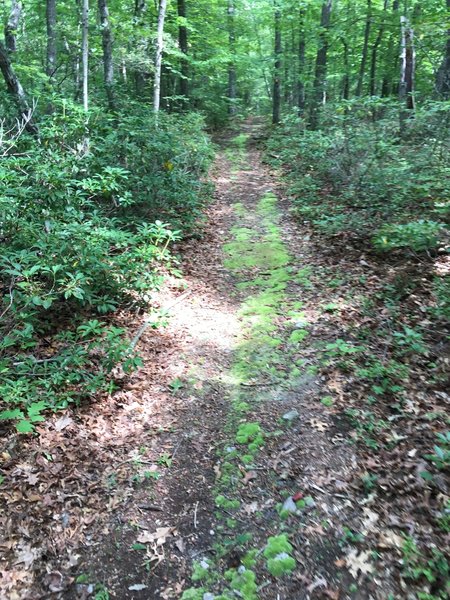 Typical road on Minisink Trail.