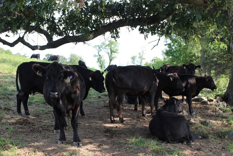 Cows on the Piedmont Overlook Trail.