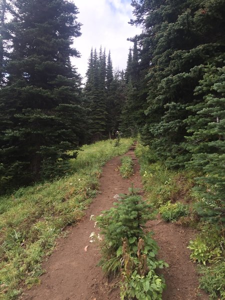 Trail approaching Glacier Basin camp.