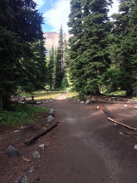The trail cuts through the Glacier Basin campsites (primitive but nice). Many are fully shaded and look well draining.