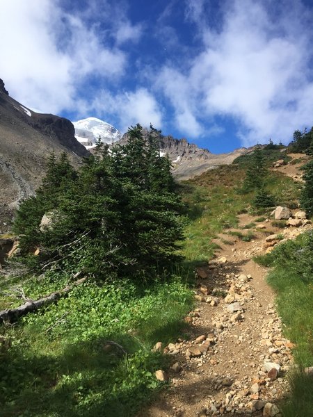 View to Liberty Cap, one of Rainier's summits from the primitive climber's trail above Glacier Basin.