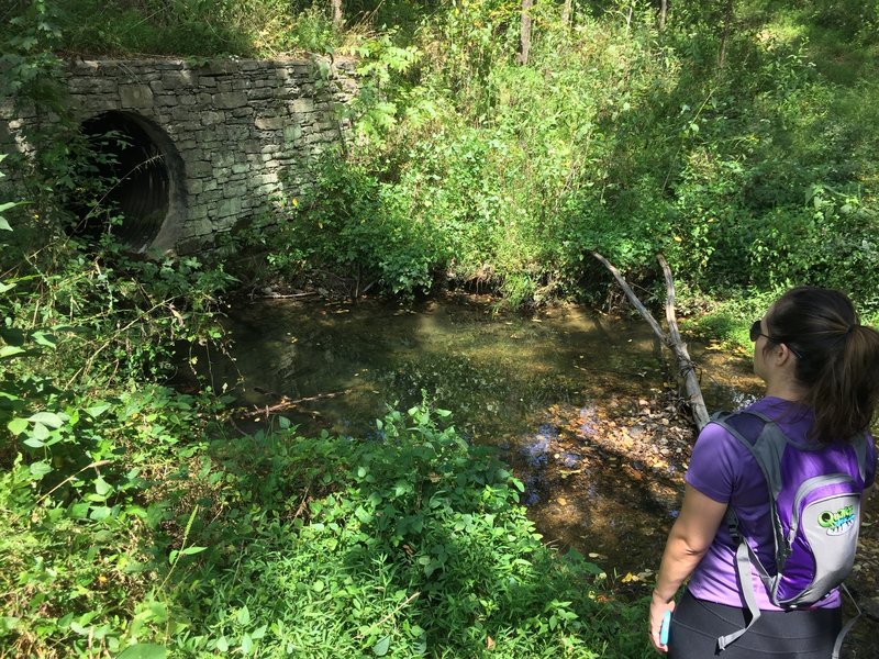 Checking out the fish just north of Burns Branch.