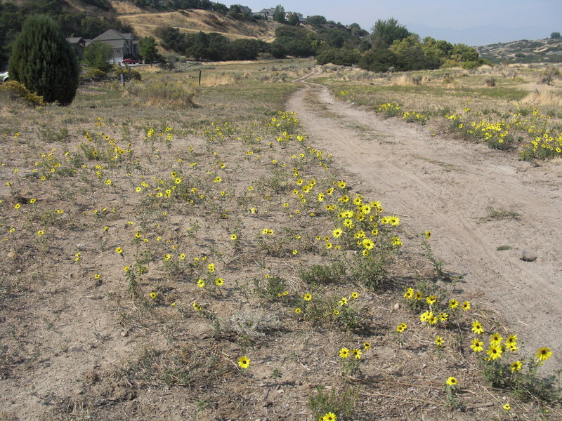 Sunflowers.