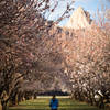 Frolicking through Fruita's famous orchards beside the Fremont River Trail.