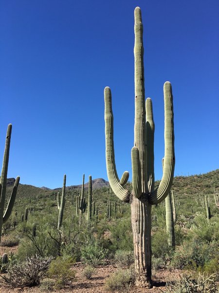 Forest of saguaros.